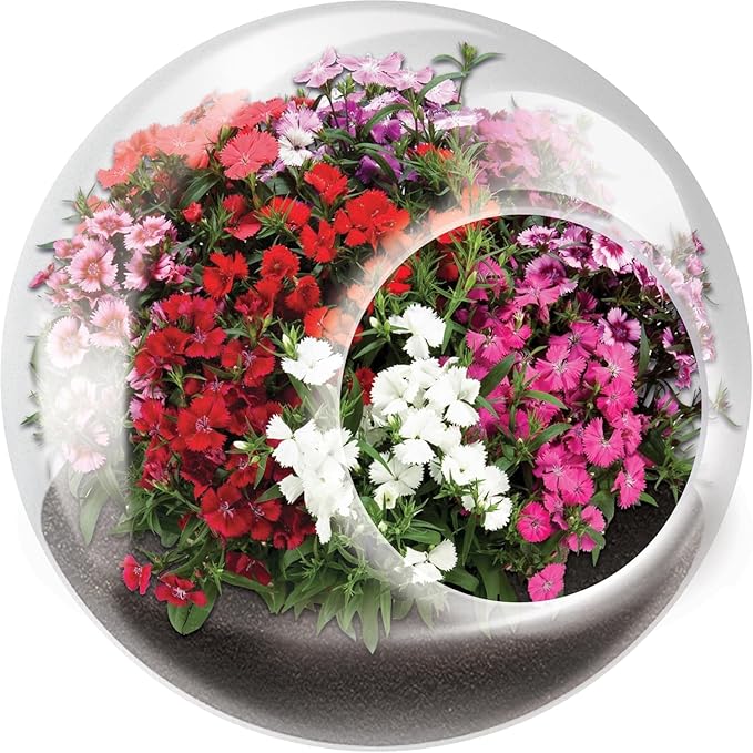 Tiny Terrarium Plant Seeds 6 Variety Pack, DIY Indoor Succulents and Live Plants for Home or Garden Planting, Assorted Flowering Pack