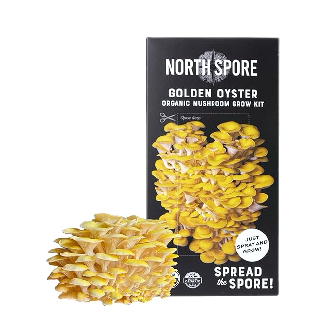 (3-Pack) North Spore Organic Blue, Pink, and Golden Oyster Mushroom Spray & Grow Kits (4 lbs each) | USDA-Certified Organic, Non-GMO, Beginner-Friendly & Easy to Use | Handmade in Maine, USA