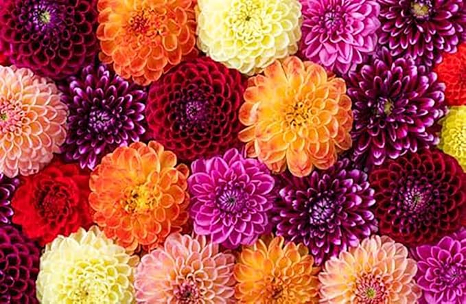 Rocco Dahlia - Large Tuber Pink - Captivating Pink Blooms for Spring Planting 2025 - Perfect for Garden and Floral Displays - 5 Gallon Size Bar Root Tuber