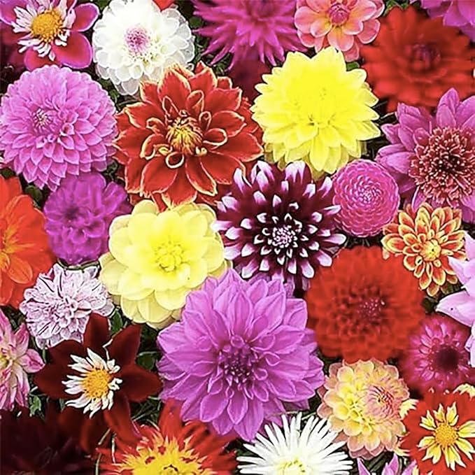 Rocco Dahlia - Large Tuber Pink - Captivating Pink Blooms for Spring Planting 2025 - Perfect for Garden and Floral Displays - 5 Gallon Size Bar Root Tuber