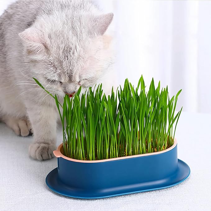 3Pcs Cat Grass Planter (No Seeds Included) Wheatgrass Planting Trays Hydroponic Cat Grass Growing Kits for Indoor Cats Soilless Organic Nursery Box Pet Grass Pot (H)