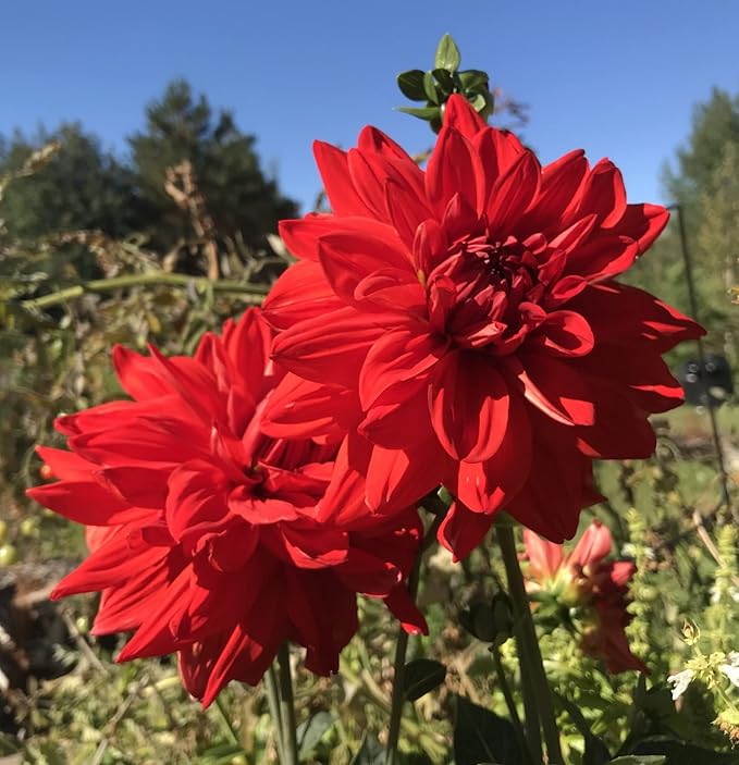 Dahlia Dinnerplate Babylon Red - Dahlia Tubers for Planting, Easy to Grow Dahlia Bulbs, Large Double Blooms Dahlia (8 Pack)