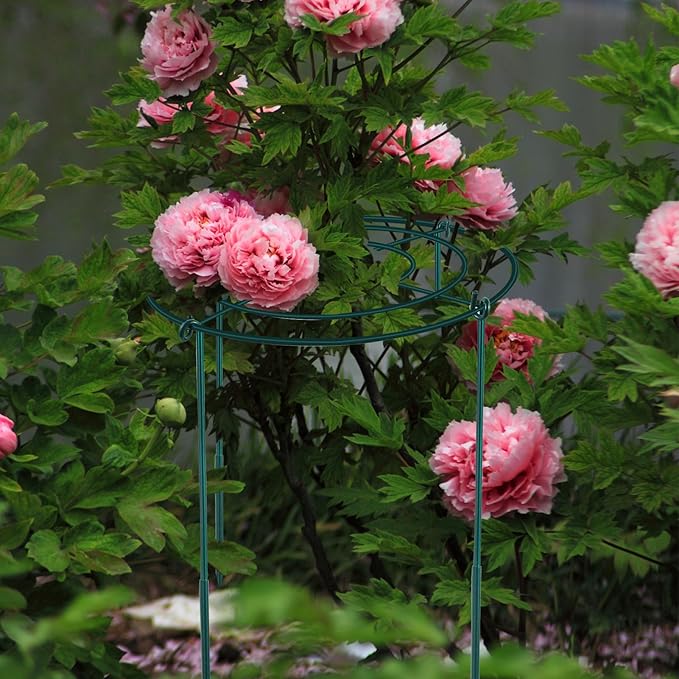 3Set Metal Peony Grid Cages, 30"H X 14"D Large Flower Support Cages Grow Through Hoop Ring Peony Stakes Garden Plant Support Rings Heavy Duty Plant Braces Peonies Structure for Outdoor Plants Blossoms