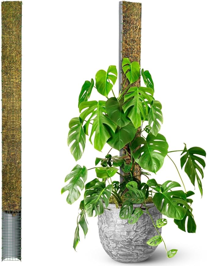 DUSPRO 59ββ D-Shape Moss Pole for Climbing Plants Monstera Moss Plant Pole Handmade Moss Stick for Indoor Plants Grow Upward (59'', 1pc.)
