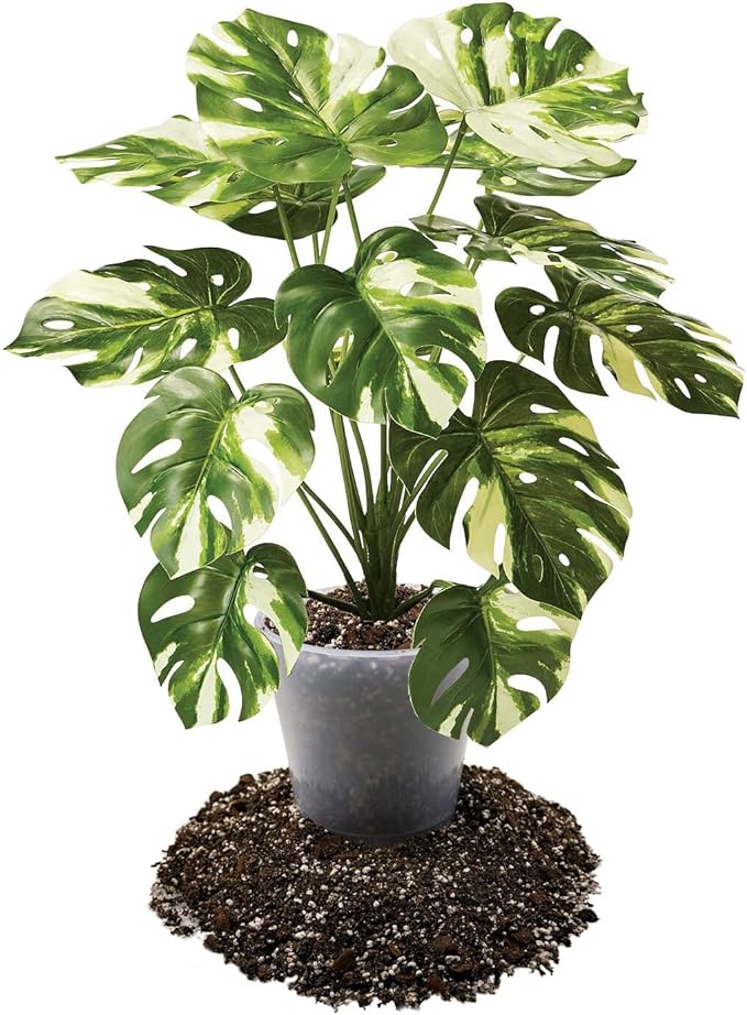 Premium Aroid Potting Mix - Soil Free Blend for Aroids - Growing Medium for House Plants by Gardenera - (3 Quart Bag)