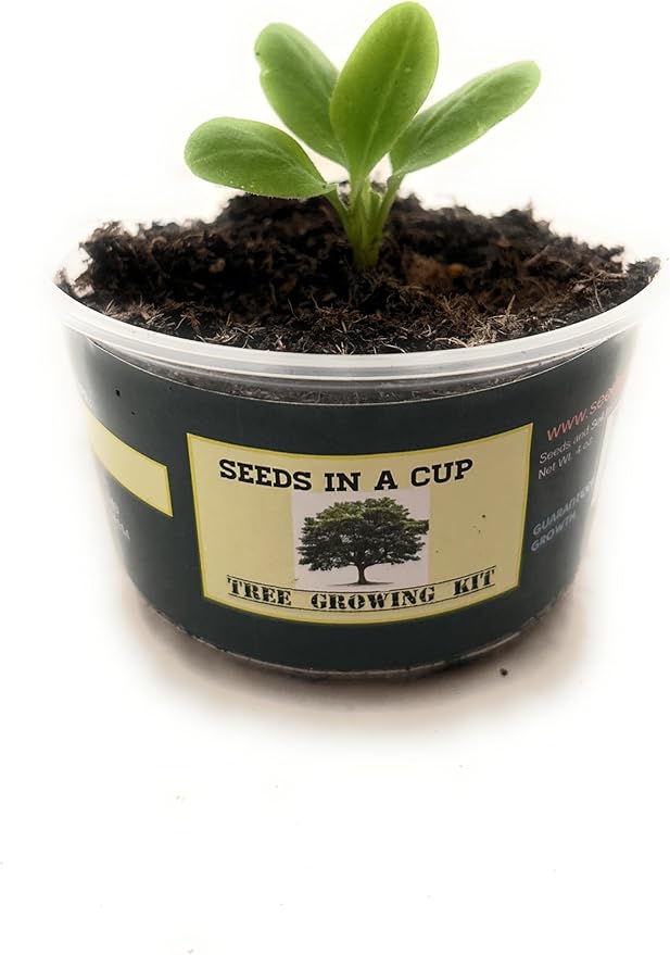 Wisteria- Plant Grow Kit | Wisteria Plant Grow Kit | Indoor/Outdoor Wisteria Starter Kit | Grow Your Own Wisteria | Educational | Great Gift Idea (Tin Planter)