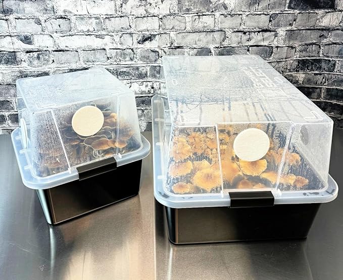 Premium Quick Colonizing 32oz 5-Grain Mushroom Spawn Jars (3-Pack)