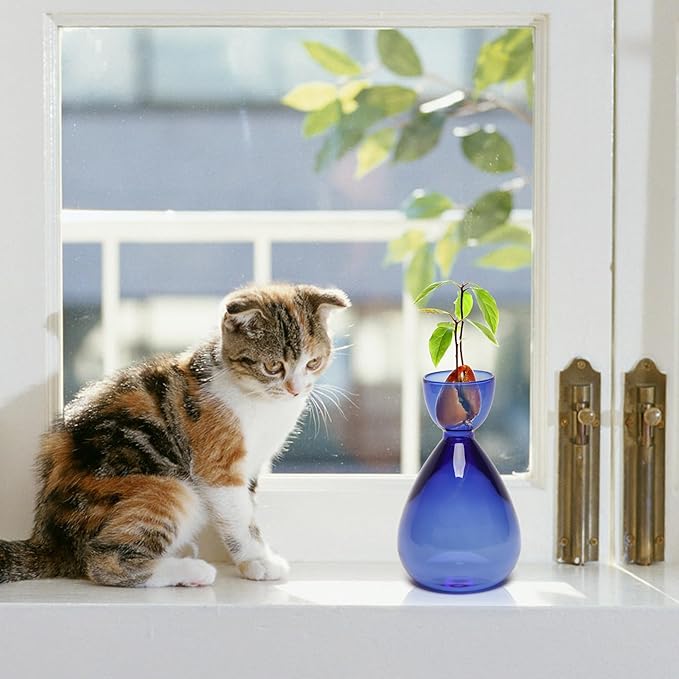 Avocado Vase Avocado Seed Starter Vases Avocado Trees Live Plants Growing kit Glass 2pc
