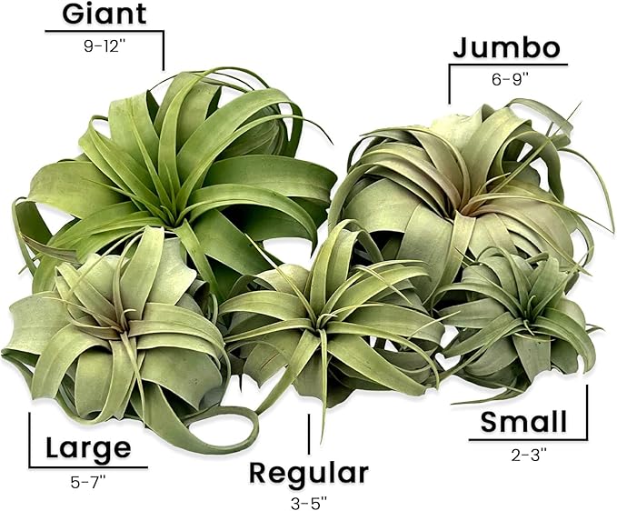 Air Plants - Tillandsia Xerographica, Large 5-7” - 2ct - Live Arrival Gauranteed - House Plants for Home Decor & Gift