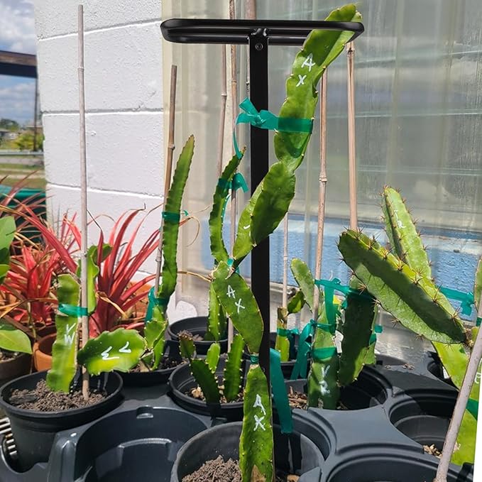 2-Pack Metal Dragon Fruit Trellis - Durable Vertical Garden Support for Climbing Plants, Easy to Assemble, 12x12x50 Inches for Dragon Fruit Enthusiasts