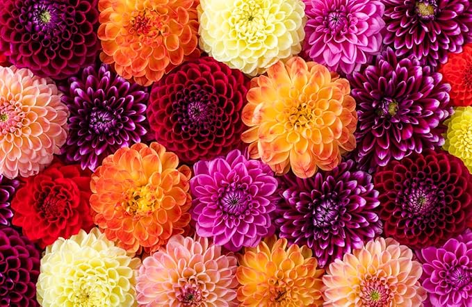 Cornel Bronze Dahlia - 5 Gallon Size Bare Root Tuber - Rich Bronze Blooms for Spring Planting 2025 - Ideal for Outdoor Gardens and Containers