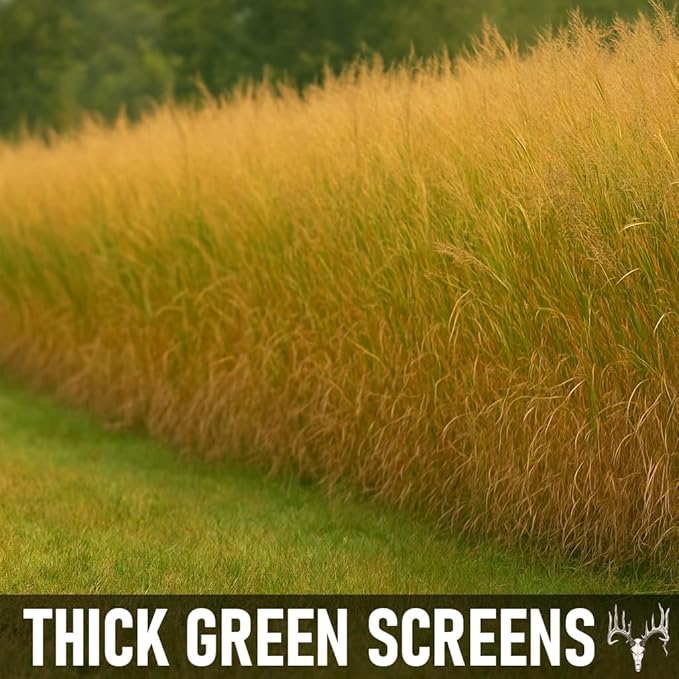 BigAzz Switchgrass Seed, Bulk RC Big Rock Variety, Extra Tall Drought-Tolerant Native Perennial Grass for Deer Habitat, Bedding Areas, Green Screens & Food Plots (1 Pound)
