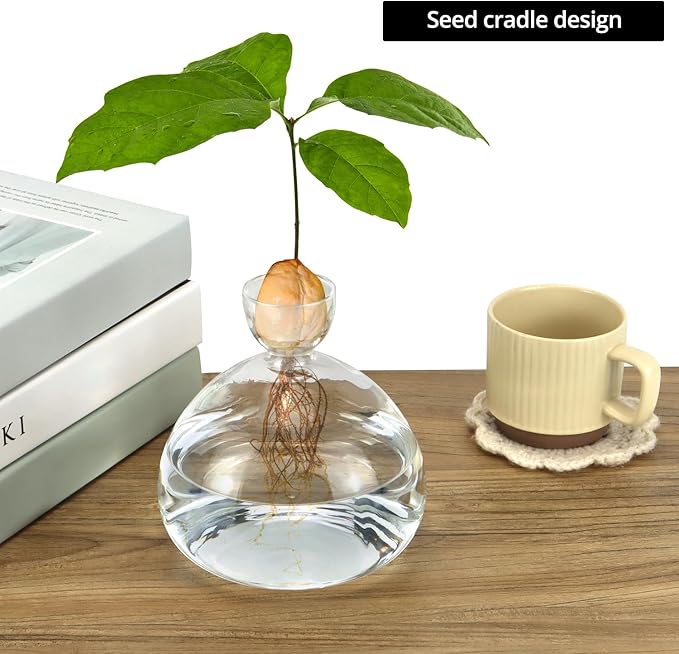 QWORK Avocado Seed Starter Vase, 2 Pack Glass Avocado Seed Growing Vase -Avocado Seed Sprout Glass Container, Tapered Base Design, 36oz Capacity -for Hydroponics Plants Home Office Wedding Decoration