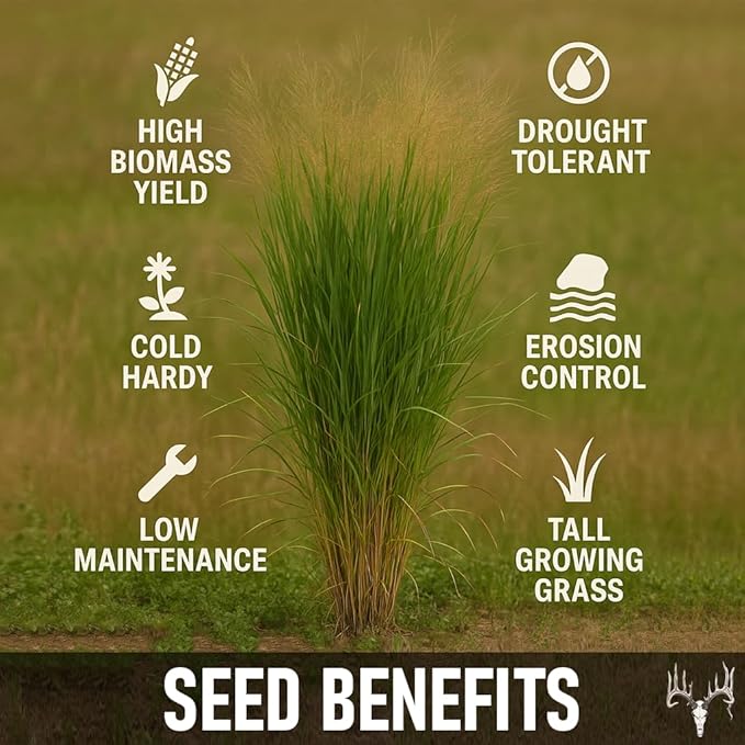 BigAzz Switchgrass Seed, Bulk RC Big Rock Variety, Extra Tall Drought-Tolerant Native Perennial Grass for Deer Habitat, Bedding Areas, Green Screens & Food Plots (2 pounds)
