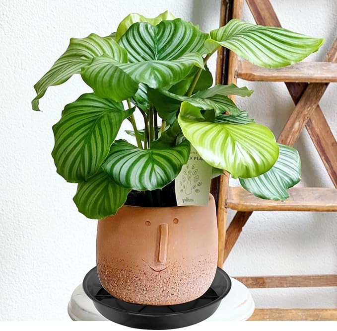 Plant Saucer 10 Inch 2 Pack, Plant Trays for Pots Heavy Duty Round Plastic Plant Saucers for Indoors Outdoors, Flower Pot Drip Trays, Plant Water Catcher Tray,Clear Black Flower Plant Pot Saucer