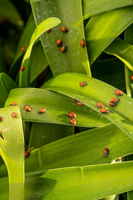 1500 Pre-Fed Live Ladybugs for Aphid Control | Hippodamia Convergens | Guaranteed Live Delivery