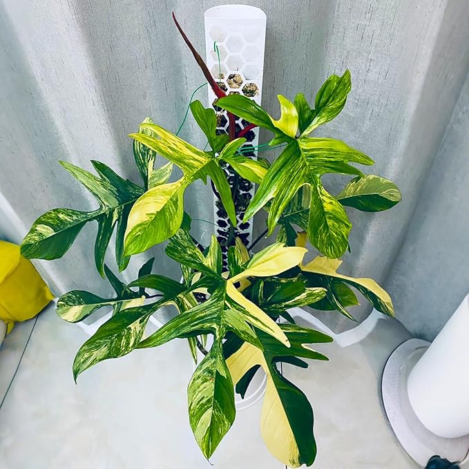 D Shape Sphagnum Moss Pole for Climbing Plants - 6 Pcs 17 Inch Plastic Stackable Plant Support, Designed for Monstera & Indoor Plants with Enhanced Stability