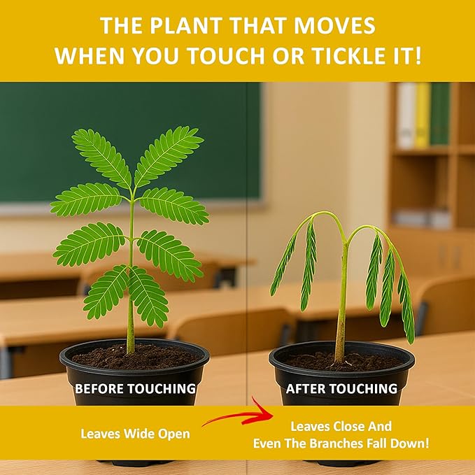 Zombie Plant Seed Packets β Grow a Live Sensitive Plant That Plays Dead When Touched! Indoor Plant Seeds & Educational STEM Activity | House Plant Seeds | Unique Garden Seeds β 2 Pack