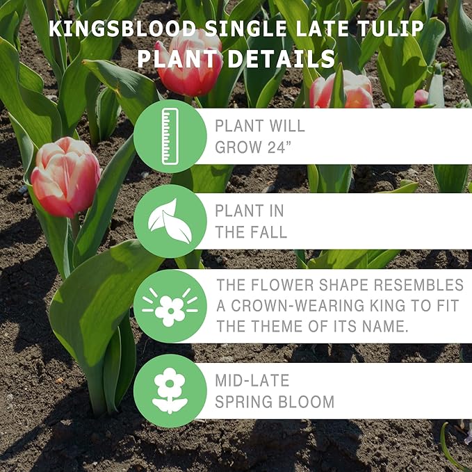 Kingsblood Single Late Tulip Bulbs (10-Pack)๐ทDeep Red Tulips for Spring Gardens โ Hardy Tulip Bulbs for Fall Planting
