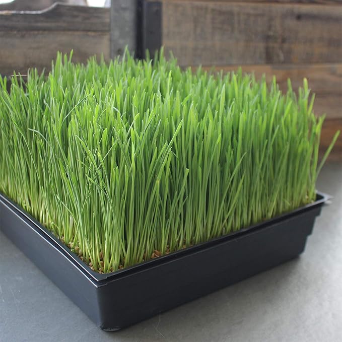 5-Pack 10x10 Garden Growing Trays Without Drain Holes - 10" x 10" Plastic Plant Trays No Holes - Wheatgrass Sprouting Tray, Microgreens Seed Tray, Hydroponic Trays, Nursery Flats, Greenhouse Supplies