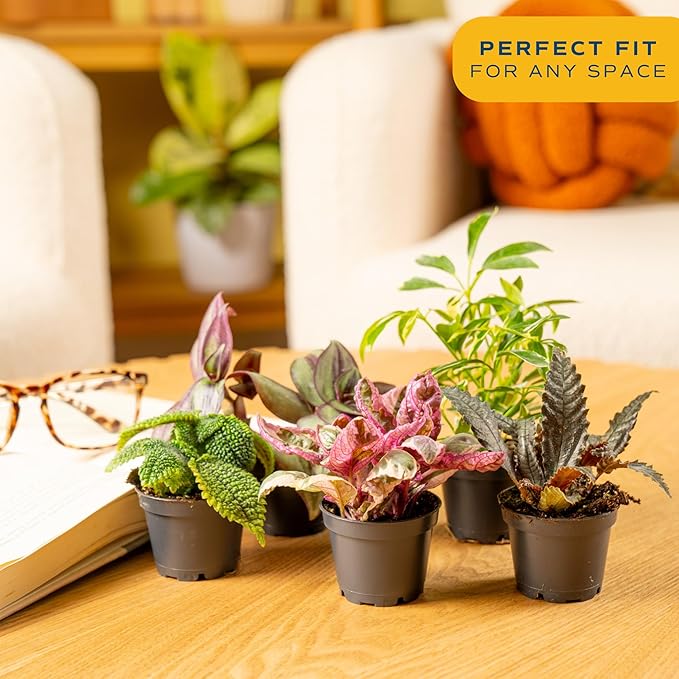 Costa Farms Live Plants (Pack of 20), Easy to Grow Live Indoor Houseplants in 2.5-Inch Plant Pots, Hand-Selected Varieties, Home and Room Decor