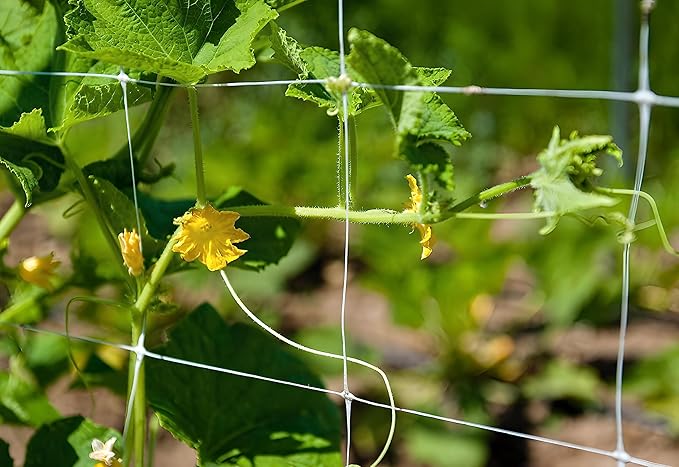 Trellis Netting, Aaamazing Netting, Scrog Net, Trellis Net, 4ft x 4920ft Roll, for Climbing Plants, Cut Flower Support, Garden, Grow Pea, Bean, Grape Vine, Mesh, Heavy Duty, 6x6 Inch Squares