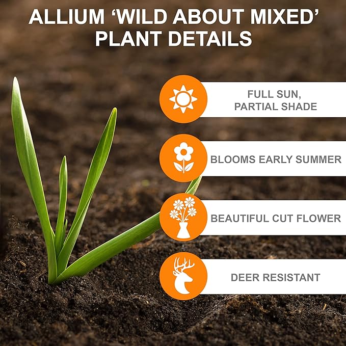 Garden State Bulb Wild About Mixed Allium Flower Bulbs, 10/12cm, Fall Planting (Bag of 50)
