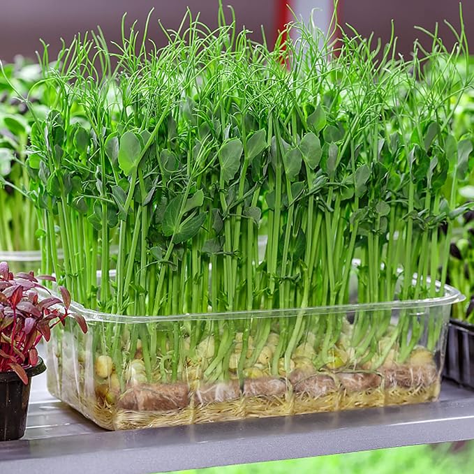 Halatool 10PCS Jute Grow Mat,Natural Hemp Mats for Growing Microgreens,10" X 10" Hydroponic Grow Pads for Micro Greens Growing Trays,Indoor Sprouting kit for Wheatgrass Sprouts