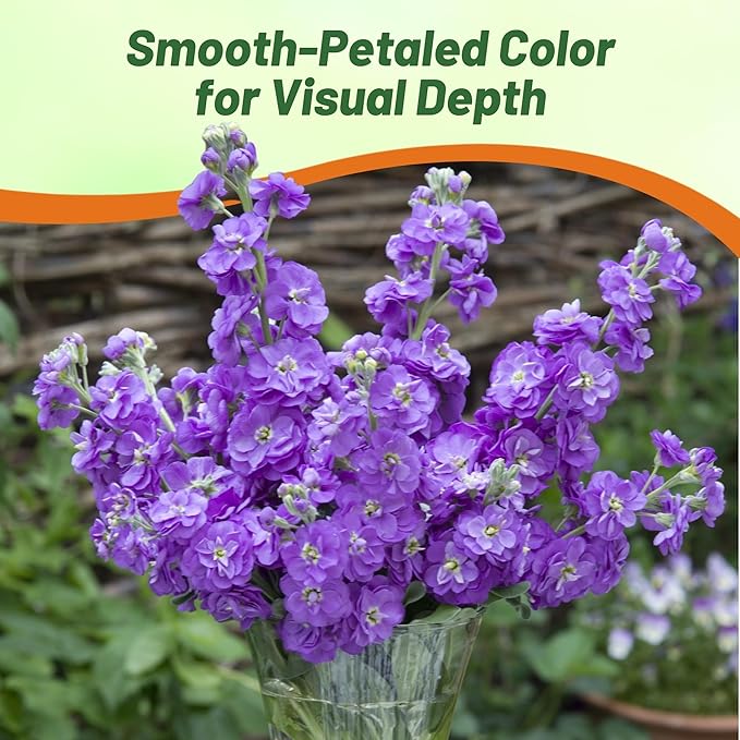 Outsidepride Ten Week Blue Mattiola Stock Seeds - 1000 Pcs Annual Flower Seeds for Planting with Fragrant Blooms That Attract Pollinators, Compact Growth, for Cut Flower Arrangements & Containers