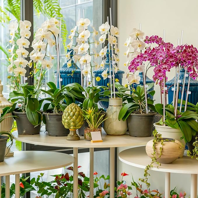 30 Pcs Plant Stakes Orchid Stakes 16Inch & 11Inch Clear Acrylic Plant Sticks Plastic Plant Support Stakes for Indoor Outdoor Garden with 30 Plant Clips for Potted Plants Vegetables Flowers