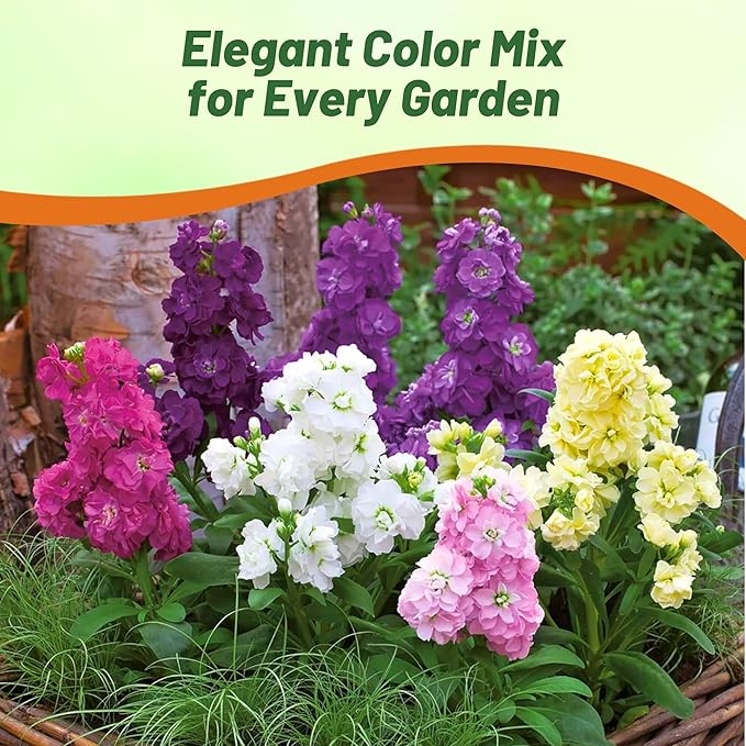 Outsidepride Ten Week Mix Mattiola Stock Seeds - 1000 Pcs Annual Flower Seeds for Planting with Fragrant Blooms That Attract Pollinators, Compact Growth, for Cut Flower Arrangements & Containers