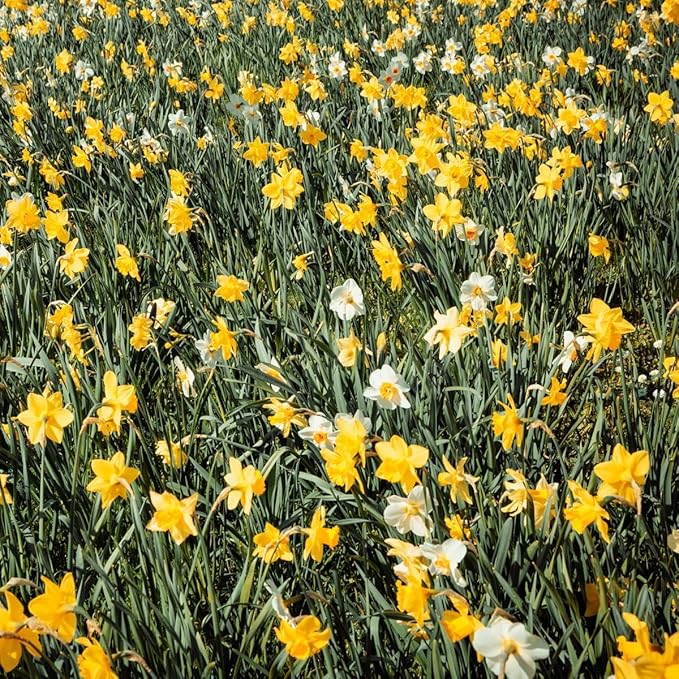 50-Pack Mixed Daffodil Bulbs – Naturalizing Narcissus Variety Pack – Bulk of Spring-Blooming Flowers – Deer Resistant & Cold Hardy – Easy Fall Planting - Plant in Gardens, Borders & Beds
