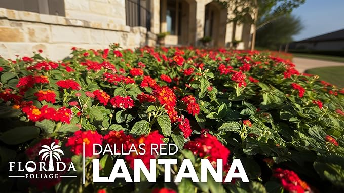 Lantana Dallas Red | 3 Live Plants | Lantana Camara | Flowering Perennial | Garden Colorful Bloom | Hardy Outdoor Decor | Vibrant Red Flowers