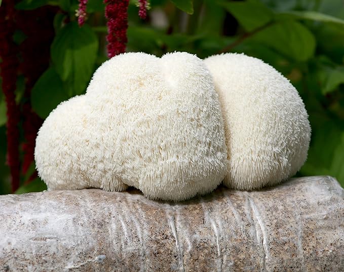 Two Mushroom Grow Kits, 3Lb Each (Golden Oyster & Lion's Mane)