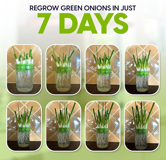 Sprouting Lids & Green Onion Regrower for Wide Mouth Mason Jars. Sprouts Growing Kit for Bean Sprouts, Broccoli Organic Sprouts
