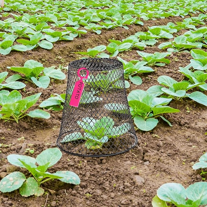 10 Pcs 11inch Chicken Wire Plant Covers,Green Wire Garden Cloches Chicken Wire Cloche Plant Protector Metal Heavy Duty Garden Plant Cloche for Keeping Bunnies Chicken Squirrels Birds Other Out
