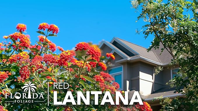 Lantana Dallas Red | 3 Live Plants | Lantana Camara | Flowering Perennial | Garden Colorful Bloom | Hardy Outdoor Decor | Vibrant Red Flowers