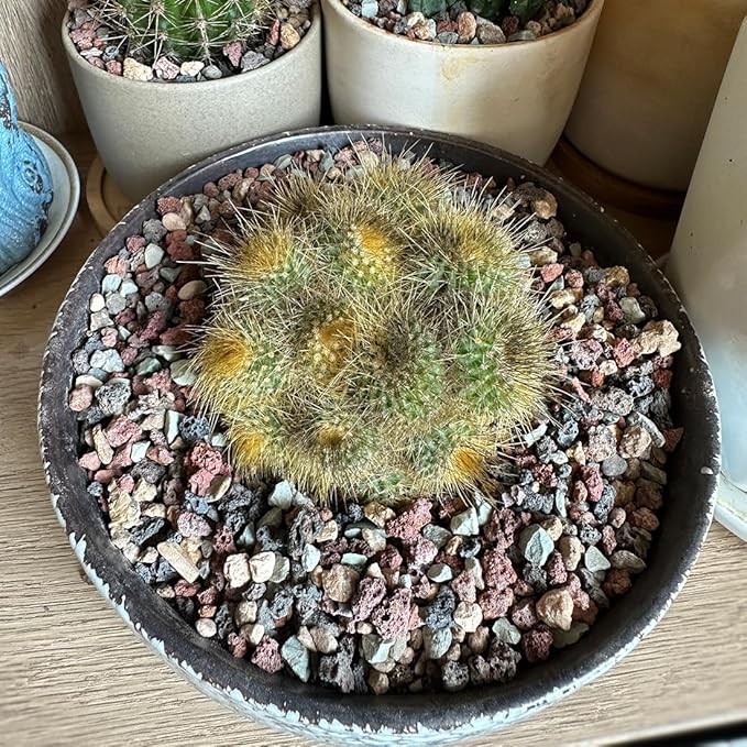 Succulent Cactus Soil Potting Mix Horticultural Lava Rocks Bonsai Soil for Indoor Plants Drainage Volcanic Rock for Terrarium Gardening Top Dressing 10lb