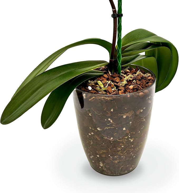 Premium Aglaonema Plant Potting Mix - Crafted for Healthy Growth and Radiant Foliage - 1 Quart, MAIN-AGLAONEMA-1QT