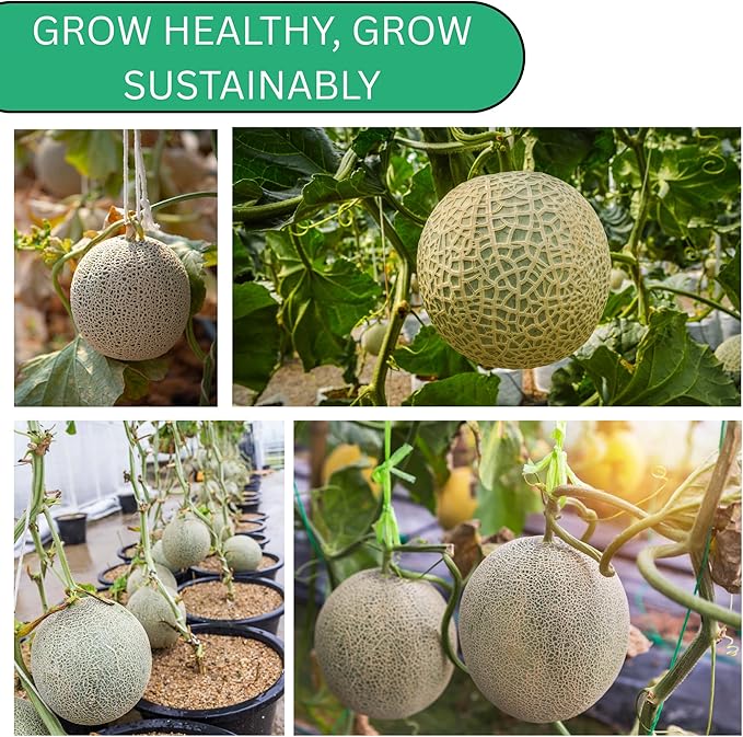 Hales Best Jumbo Cantaloupe Melon Seeds for Planting - Over 130 Heirloom Non-GMO Cantaloupe Seed for Planting - Beginner Friendly Fruit Seeds for Home Gardening