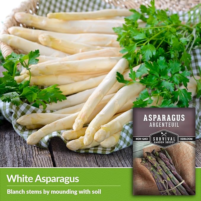1 Pack Argenteuil Purple Asparagus Seeds for Planting with Instructions to Grow Gourmet French Asparagus in Your Home Vegetable Garden - Non-GMO Heirloom - Survival Garden Seeds