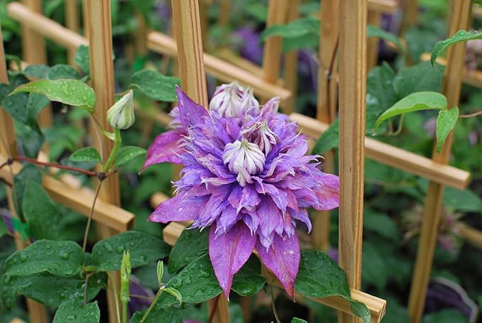 Perennial Farm Clematis x Viticella Diamantina Hybrid– Live Regal® Series Clematis in 4 Quart Container, Large Double Purple Blooms, Long Blooming, Compact Climber, Ideal for Trellises & Containers