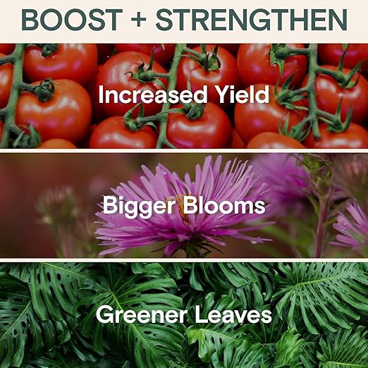 Organic Food & Fertilizer – Liquid Nutrients for Houseplants, Indoor & Outdoor Growth, House Fertilizer for Vegetables, Flowers, Monstera, Bougainvillea, Money Tree - (Organic Nutrition & Health Set)