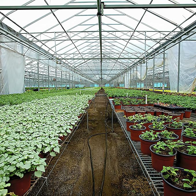 Greenhouse Plastic Sheeting 12x50 ft, 6 mil Thickness Replacement Cover, UV Resistant