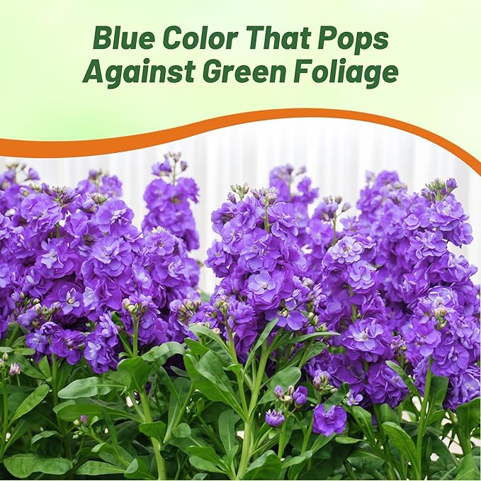 Outsidepride Ten Week Blue Mattiola Stock Seeds - 1000 Pcs Annual Flower Seeds for Planting with Fragrant Blooms That Attract Pollinators, Compact Growth, for Cut Flower Arrangements & Containers
