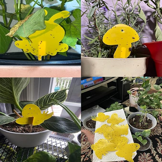60 Pack Yellow Sticky Traps Fungus Gnat Sticky Traps, Gnat Traps for House Indoor Gnat Killer Indoor, House Plant Gnats Bugs Sticky Killer Fruit Fly Traps for Indoor