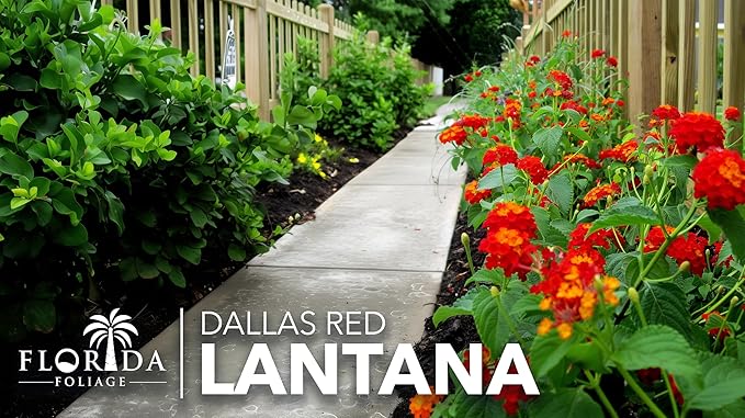 Lantana Dallas Red | 3 Live Plants | Lantana Camara | Flowering Perennial | Garden Colorful Bloom | Hardy Outdoor Decor | Vibrant Red Flowers