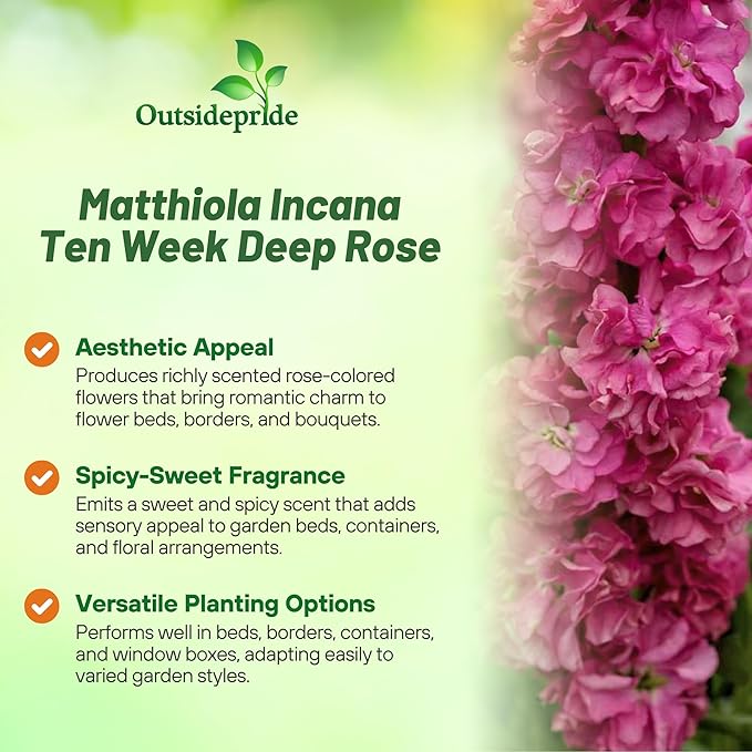 Outsidepride Ten Week Deep Rose Mattiola Stock Seeds - 2000 Pcs Annual Flower Seeds for Planting with Fragrant Blooms that Attract Pollinators, Compact Growth, for Cut Flower Arrangements & Containers