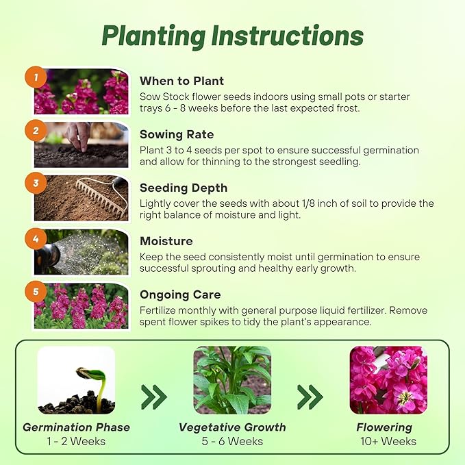 Outsidepride Ten Week Deep Rose Mattiola Stock Seeds - 2000 Pcs Annual Flower Seeds for Planting with Fragrant Blooms that Attract Pollinators, Compact Growth, for Cut Flower Arrangements & Containers