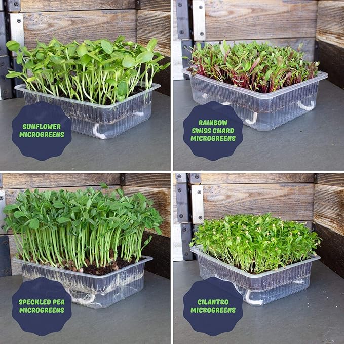 Self Watering Indoor Microgreens Kit - Soil and Hydroponic Combo Pack - Complete Microgreens Growing Kit for Vegetable Seeds & Herb Seeds - Broccoli Seeds, Radish, Chard Seeds, Cilantro Seeds, & More